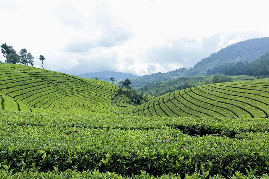 Indonesian tea plantation