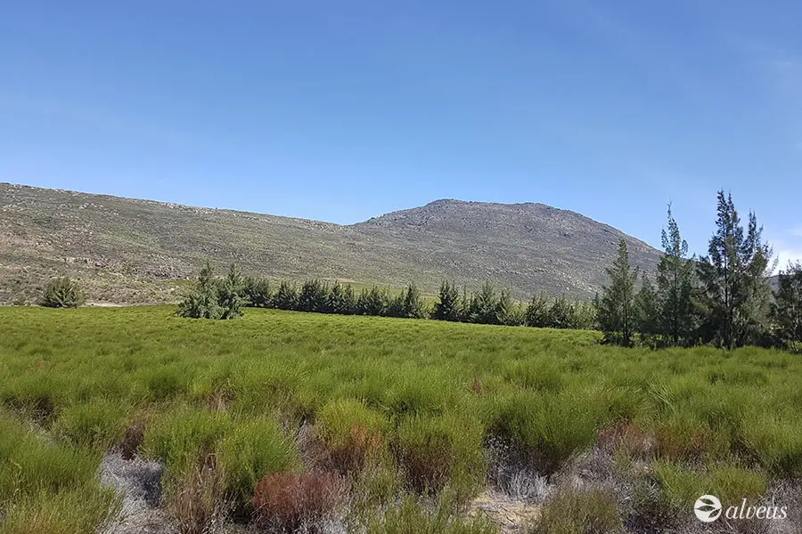 arbuste de rooibos