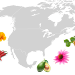 plantes medicinales d’ Amérique du Nord