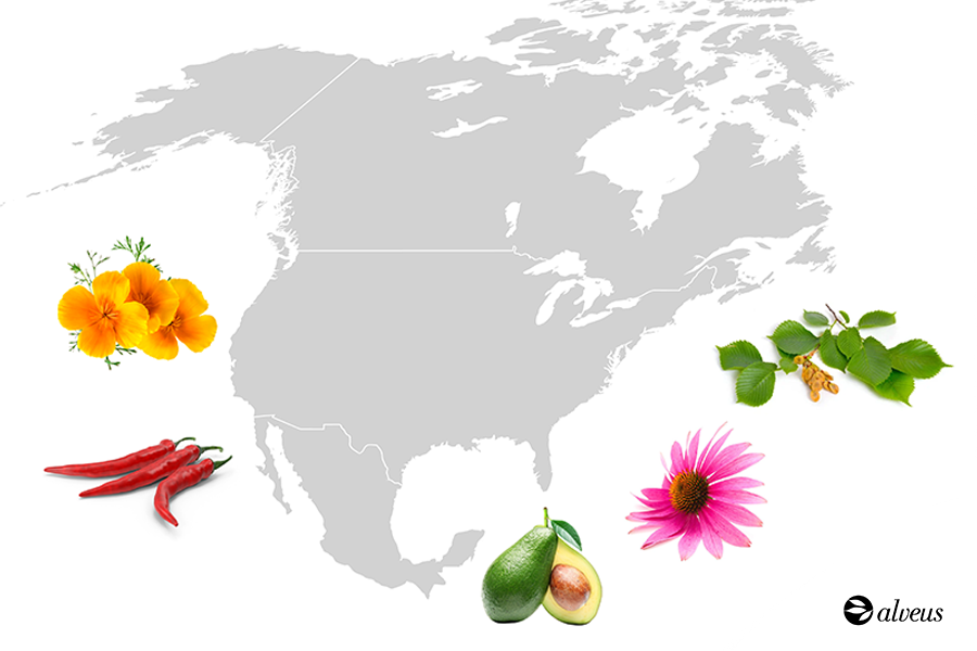 plantes medicinales d’ Amérique du Nord