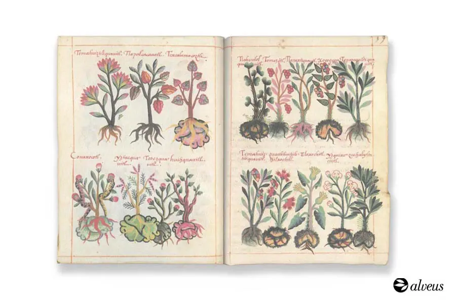 Manuscrit aztèque sur la phytothérapie