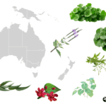 mapa plantas medicinales oceanía