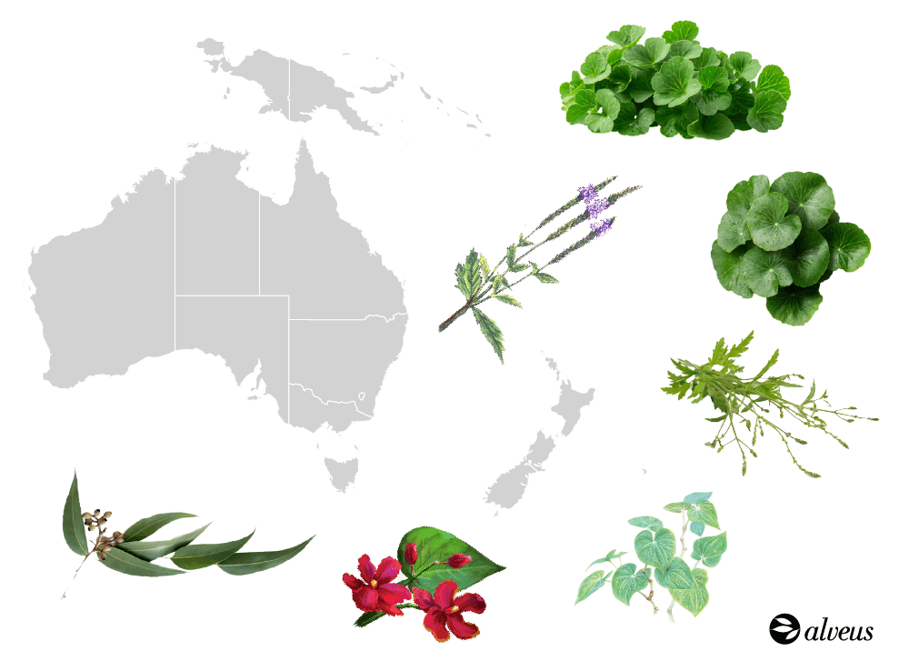 mapa plantas medicinales oceanía