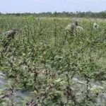 roselle plantations