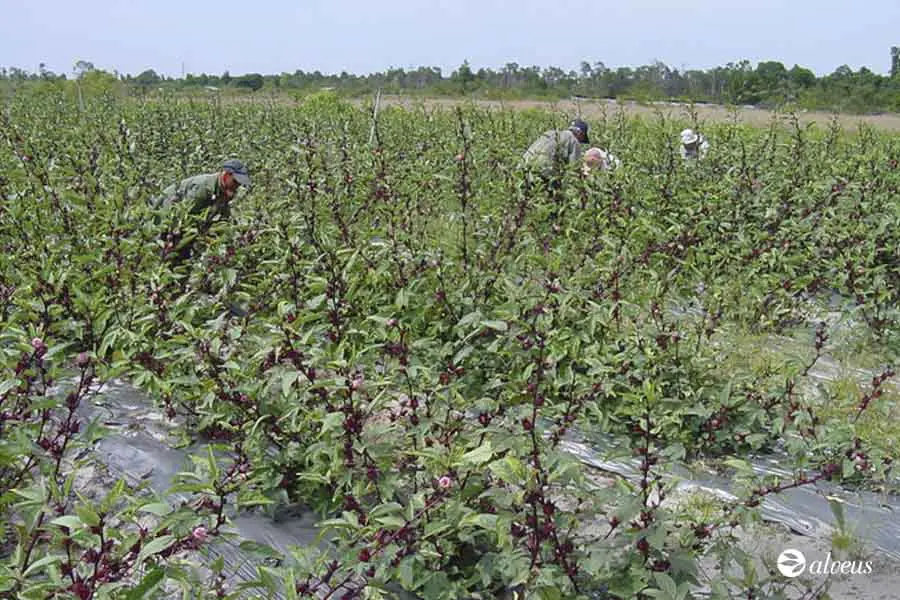 roselle plantations