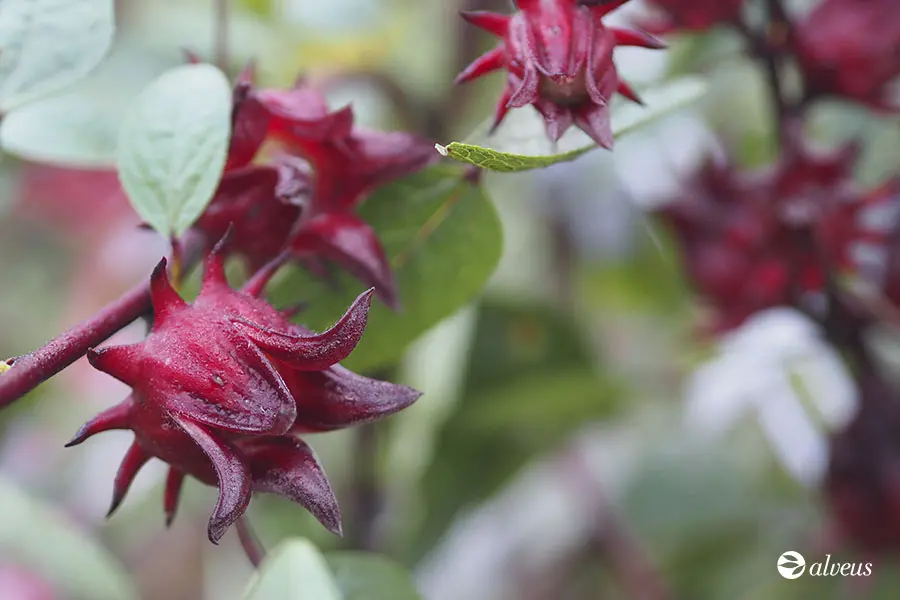 Hibiscus flower