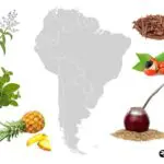 South America plant map