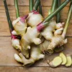 Zingiber officinale