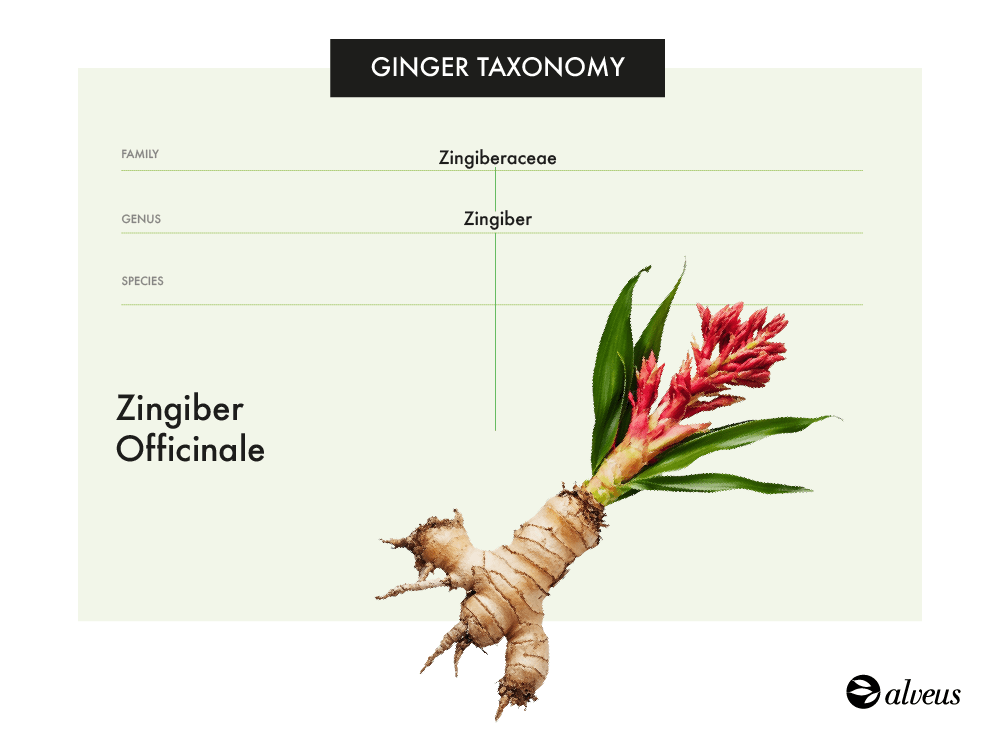 Taxonomía del jengibre