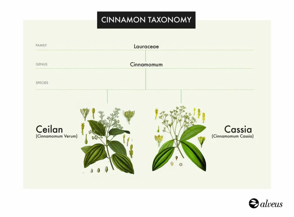 Cinnamon taxonomy