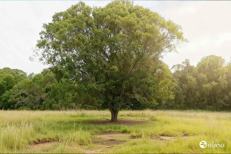 Mate-Baum