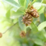 Sternanisbaum