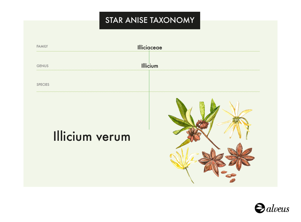 Taxonomie des Sternanis