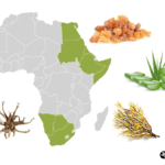 Carte des plantes médicinales d'Afrique