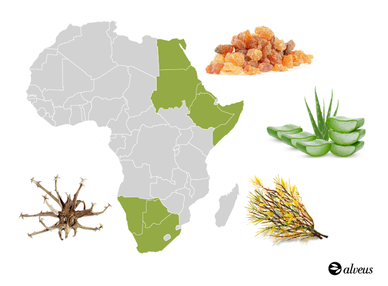 Carte des plantes médicinales d'Afrique