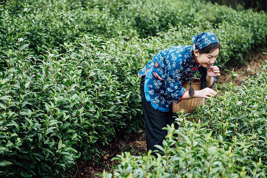culture du camellia sinensis