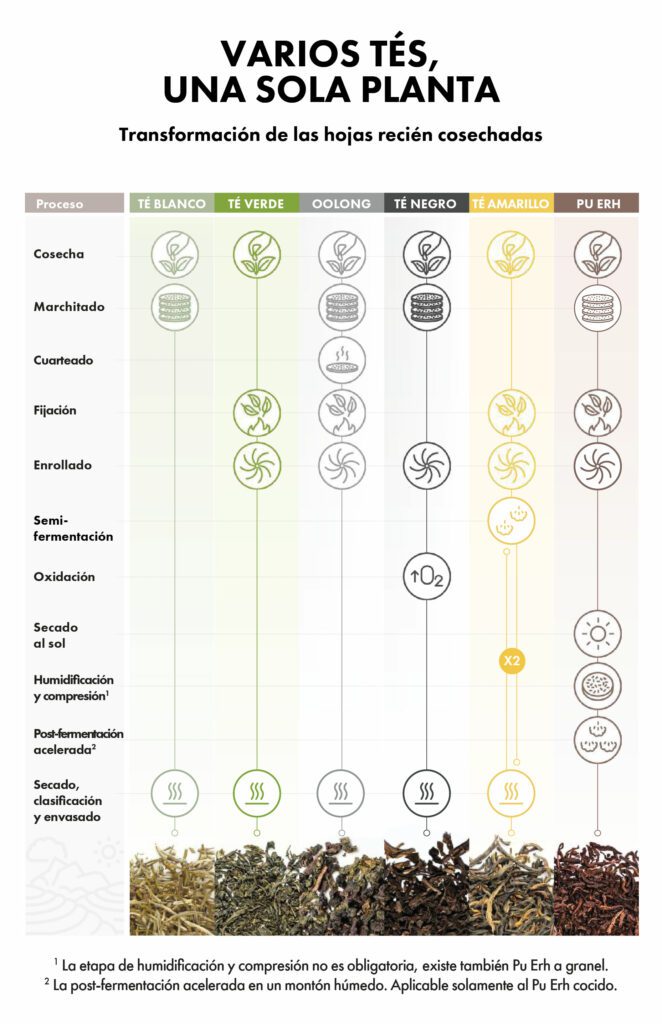 Todos los tipos de té provienen de la misma planta