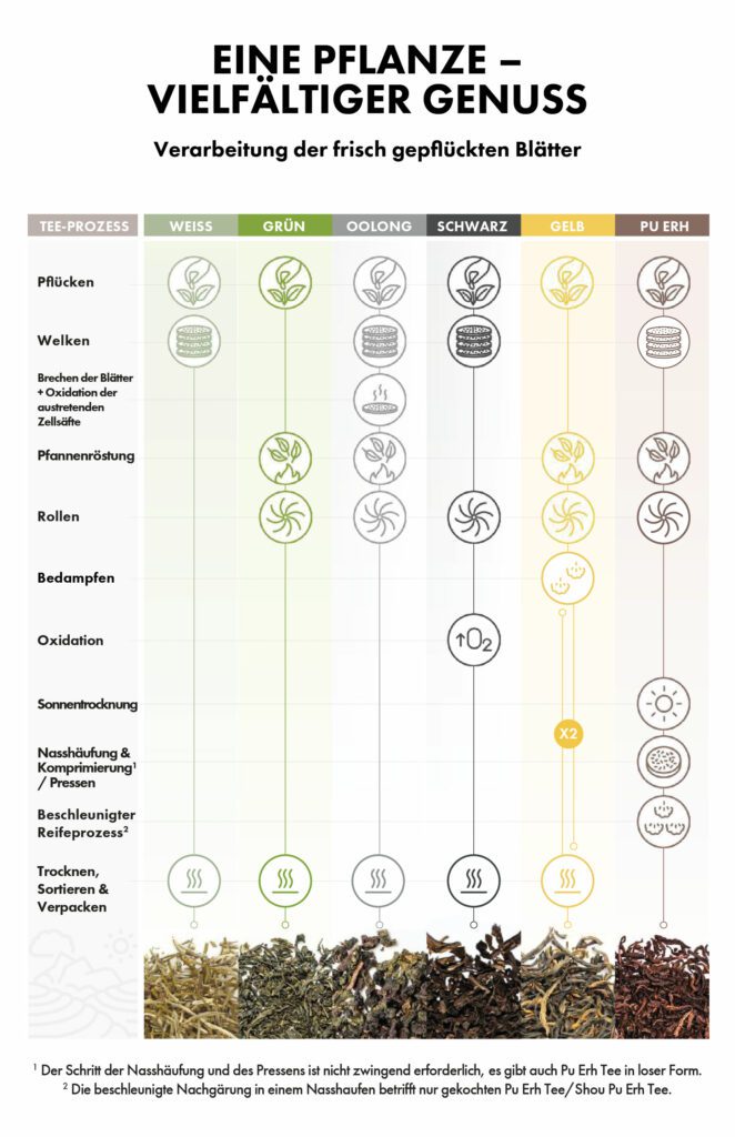 Alle Teesorten stammen von der gleichen Pflanze ab.