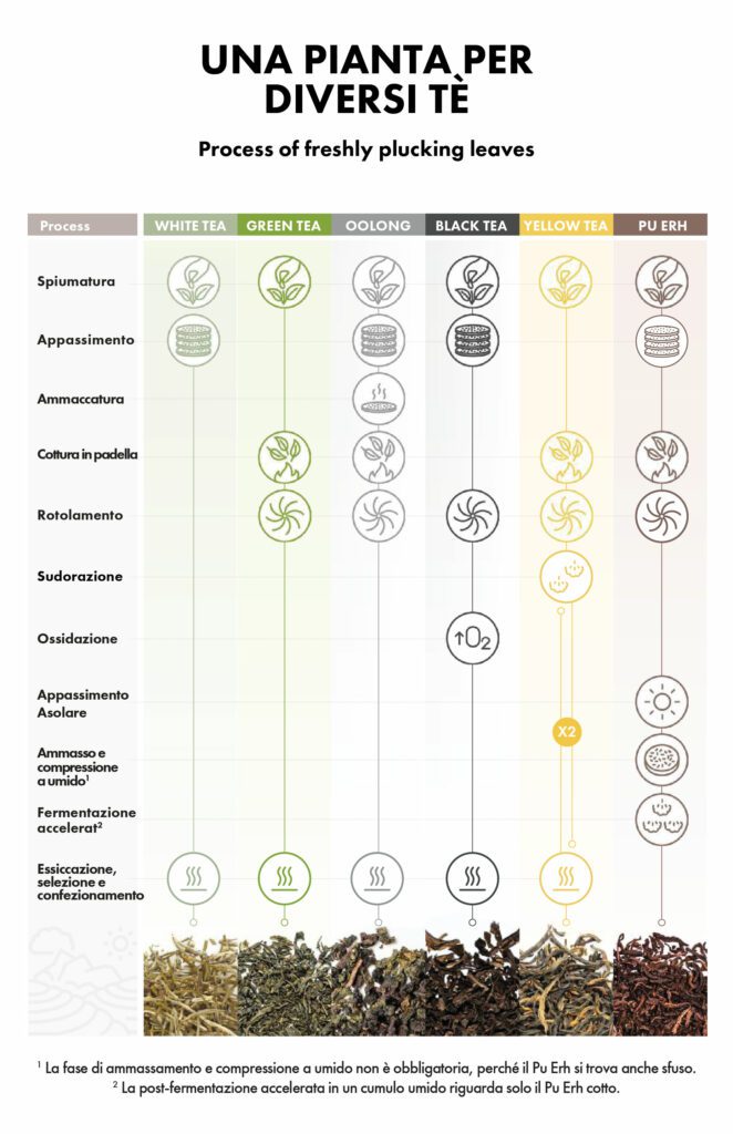 Tutti i tipi di tè provengono dalla stessa pianta.