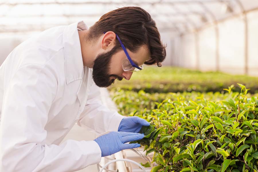 tea cultivation process