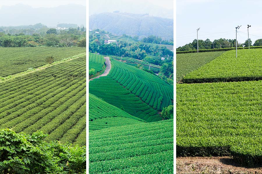 diversità dei cultivar di tè