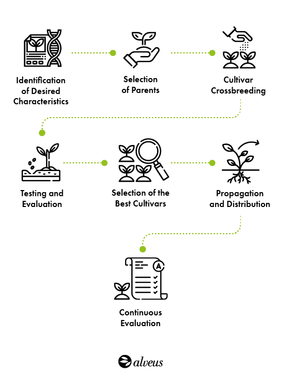 tea cultivation process