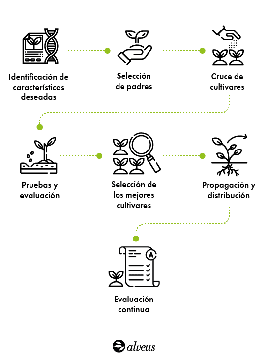 proceso de cultivo de te