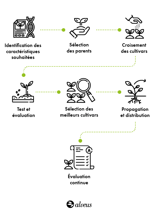 le processus de culture du thé