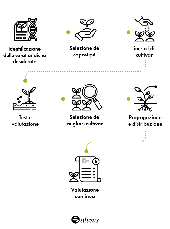 processo di coltivazione del tè