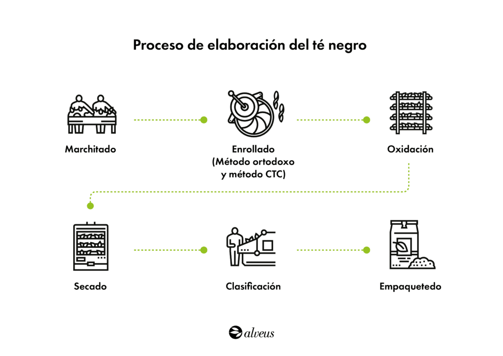 proceso de elaboración del té negro