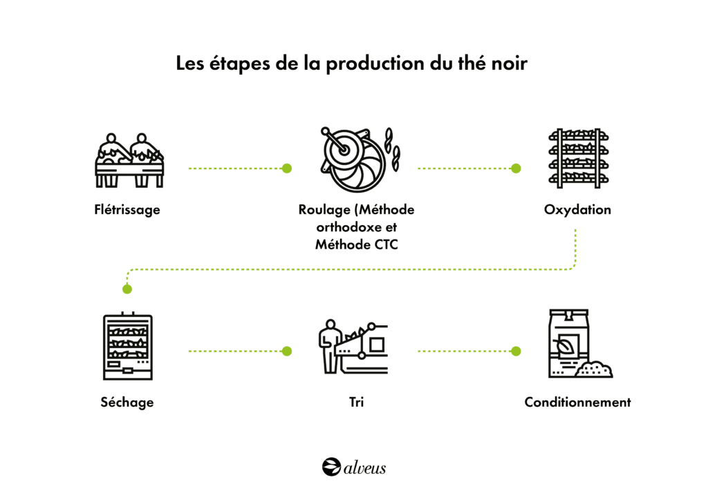 processus de production du thé noir