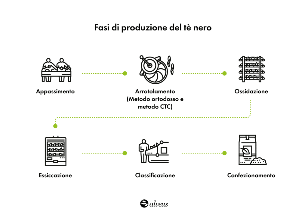 Processo di preparazione del tè nero