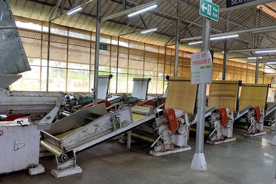 CTC black tea rolling