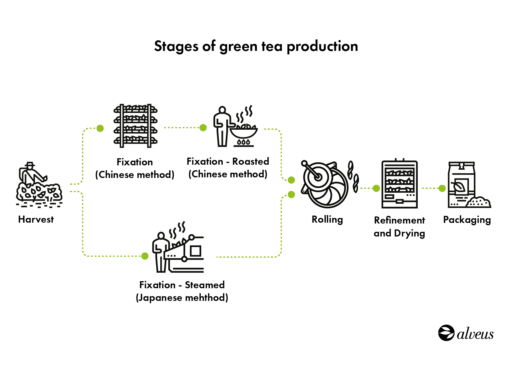 How Green Tea is Made. Stages