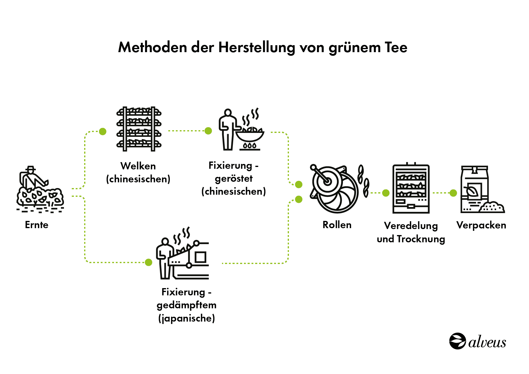Wie wird grüner Tee hergestellt? Etappen und Verfahren Alveus