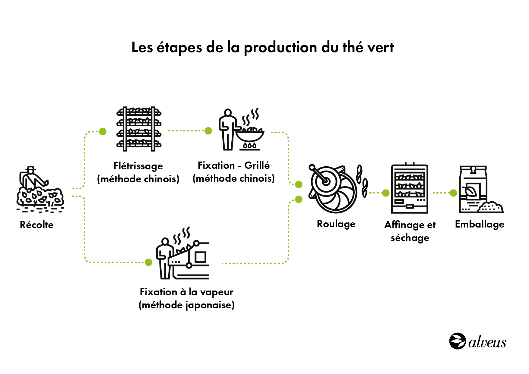 Comment le thé vert est-il fabriqué ? Les étapes