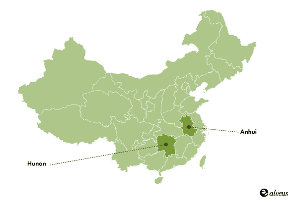 Ubicaciones de producción de té amarillo
