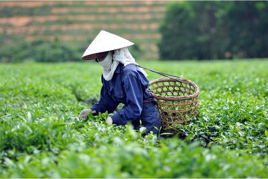 Tea harvest for yellow tea production