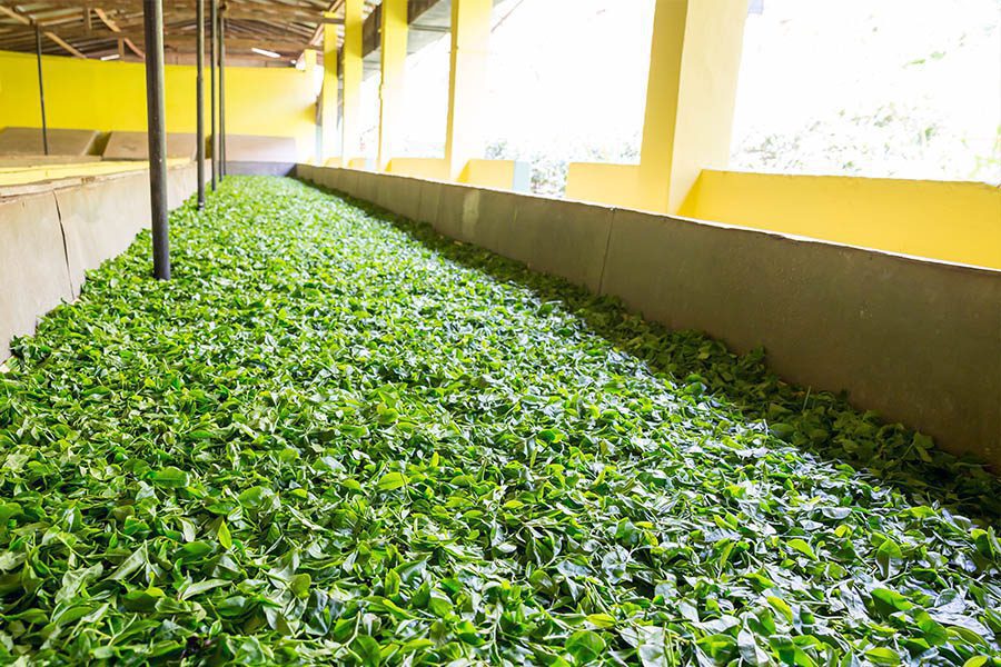 marchitado sol té amarillo