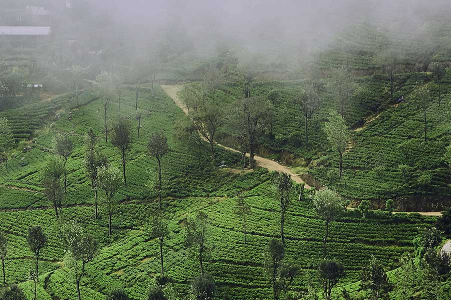 zones de culture du thé oolong