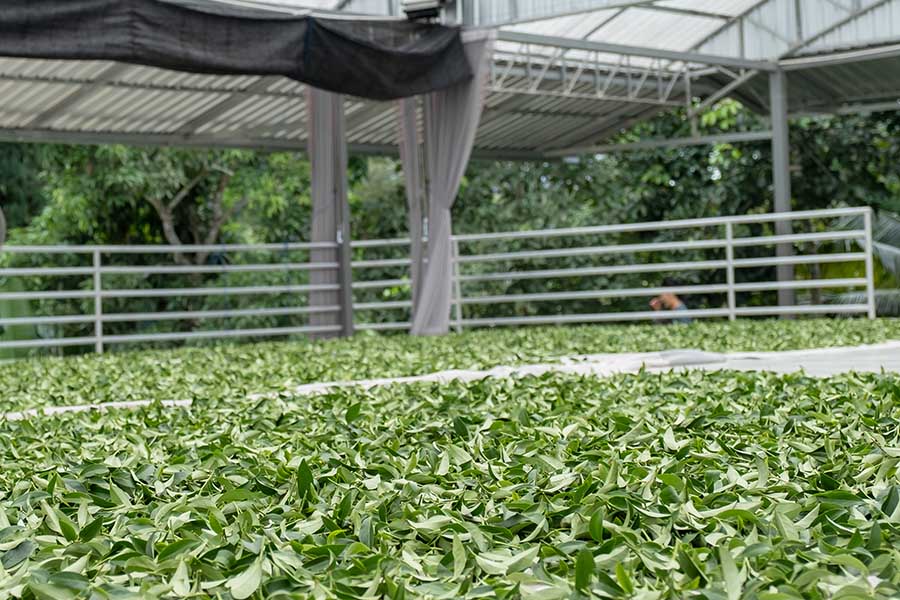 voir le flétrissage au soleil