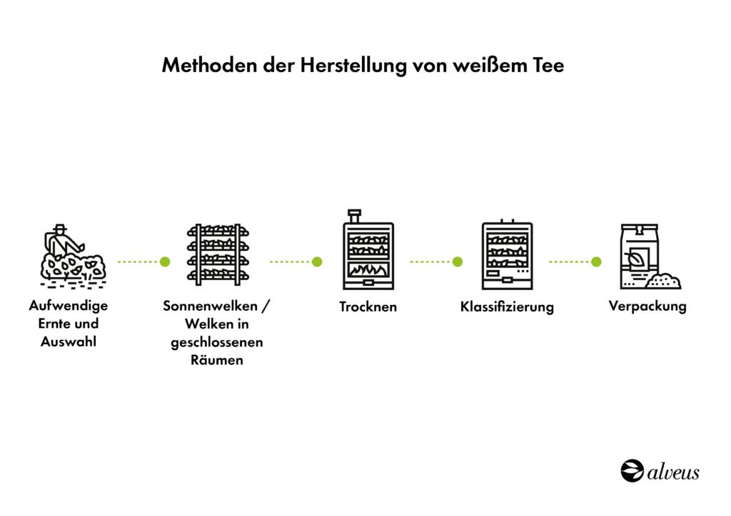 Herstellungsprozess von weißem Tee
