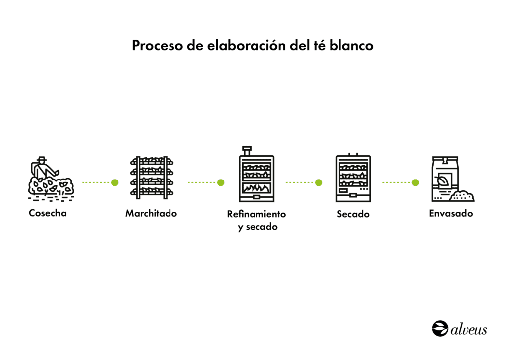 Proceso de producción del té blanco