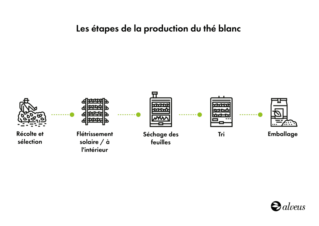 Processus de production du thé blanc
