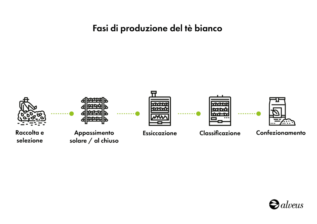 Processo di produzione del tè bianco