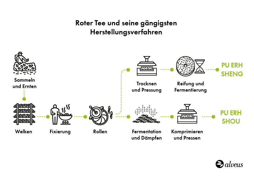 Infografik zum Herstellungsprozess von rohem und reifem Pu Erh