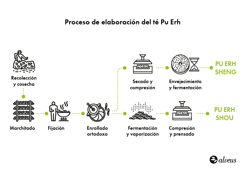 infografía proceso producción pu erh crudo y maduro