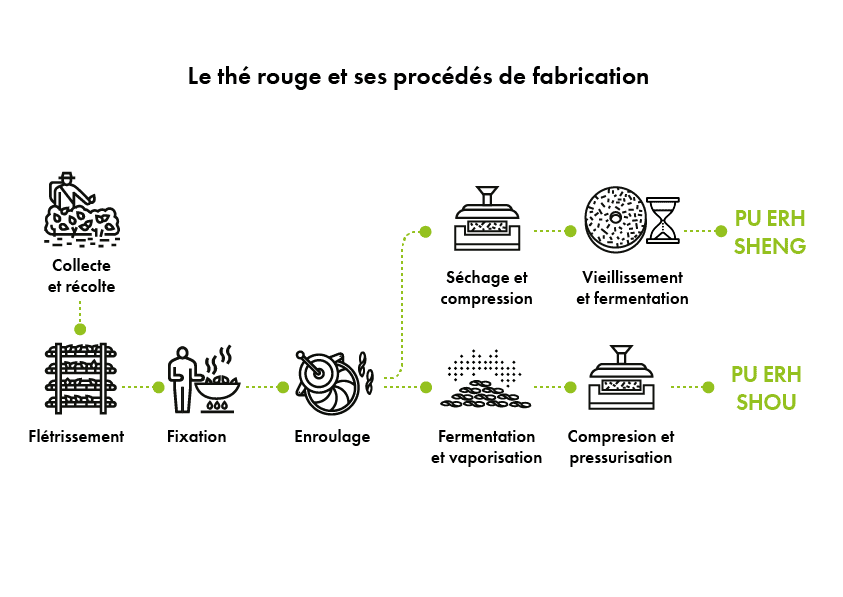 infographie processus de production du pu erh brut et mûr