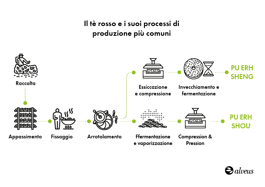 infografica: processo di produzione del pu erh crudo e maturo
