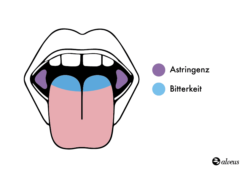 Geschmackszonen: adstringierend und bitter